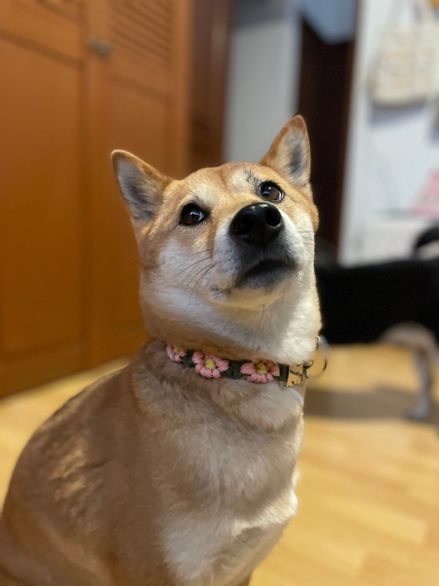 Collar para mascota mediano flores rosa